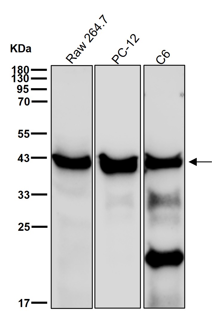 CD16 Ab