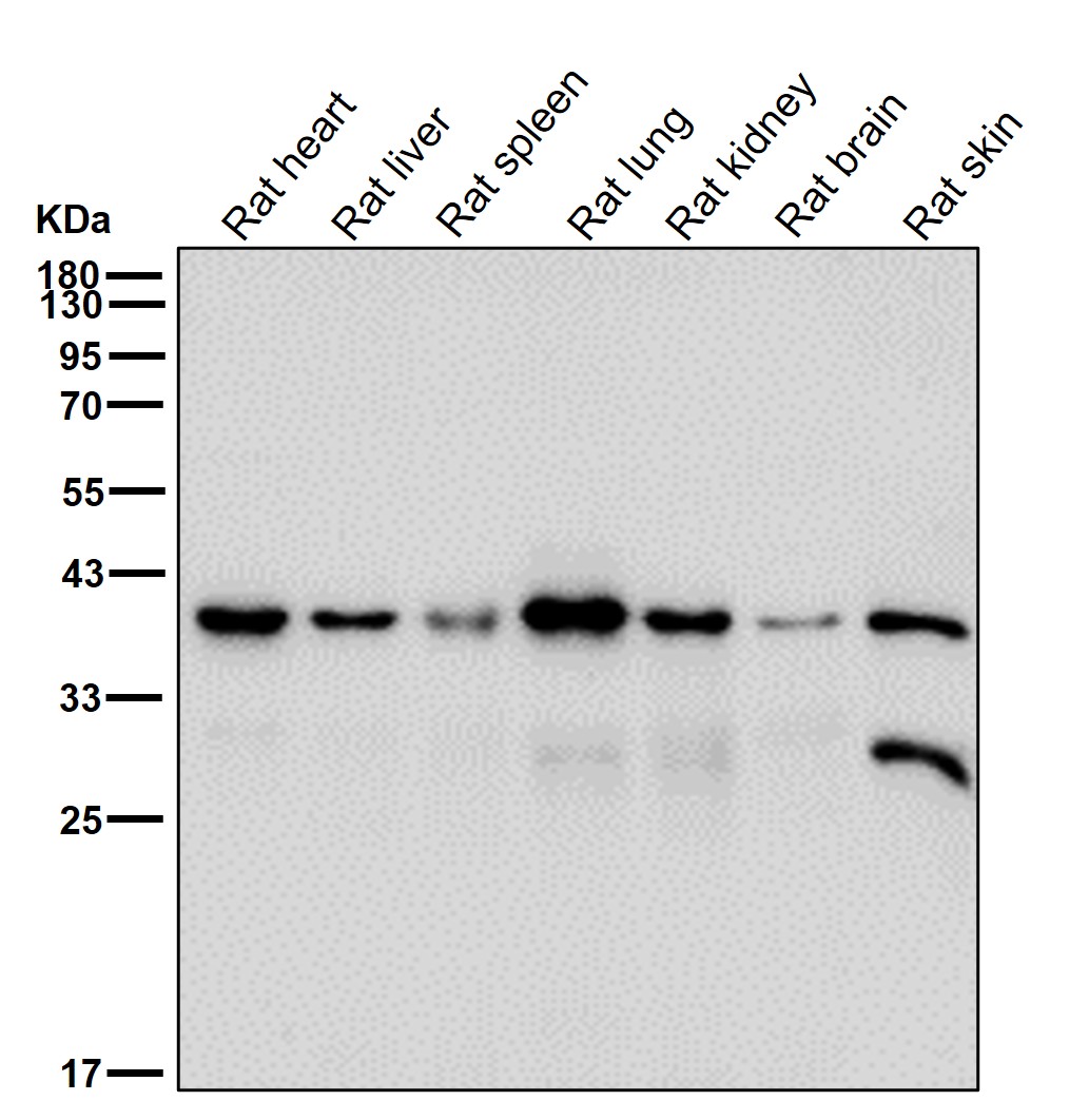 CD16 Ab
