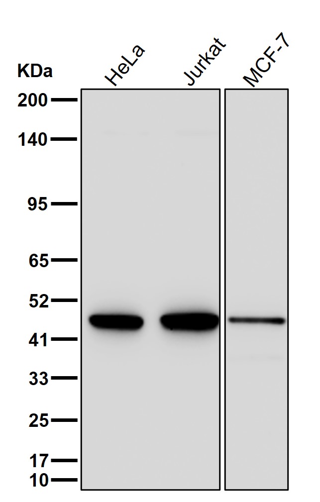 NUDC Ab