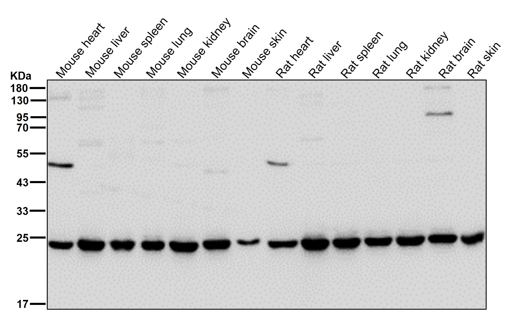 PSMA2 Ab