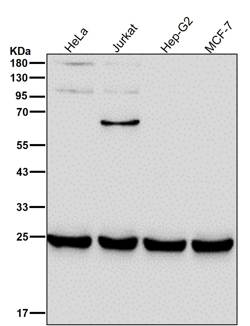 PSMA2 Ab