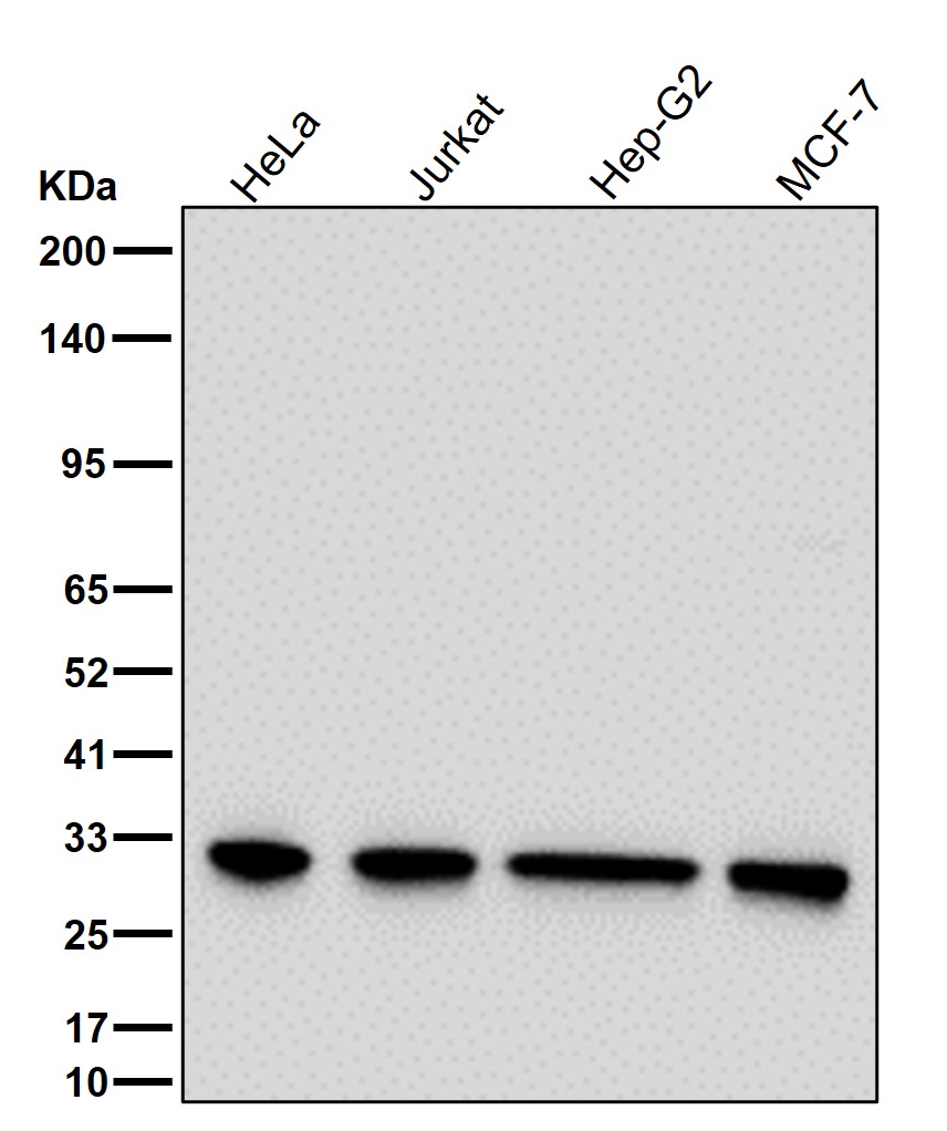 PSMA3 Ab