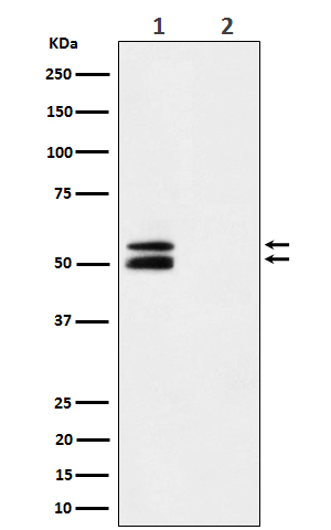 p-CaMKII alpha (T286) Ab