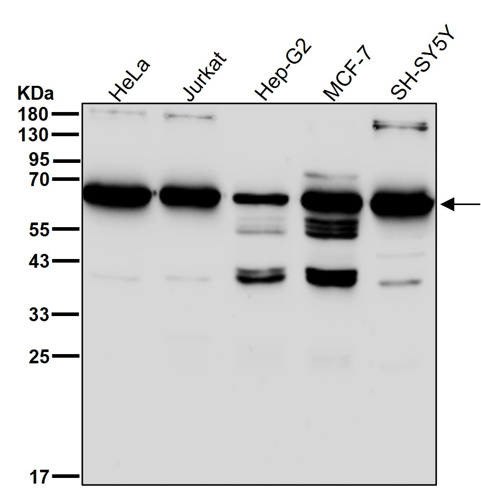 Leukotriene A 4 hydrolase Ab