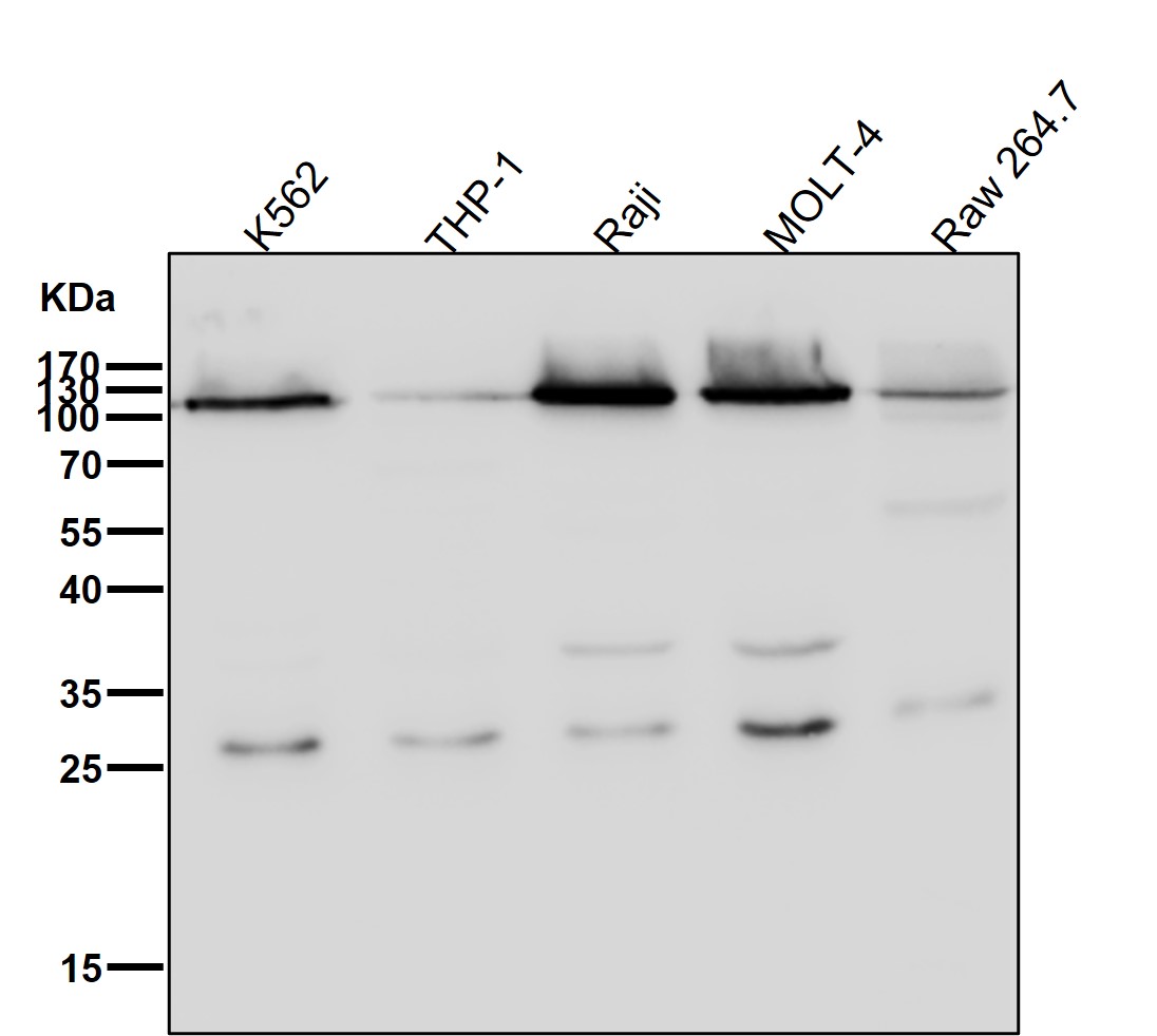 ERAP1 Ab
