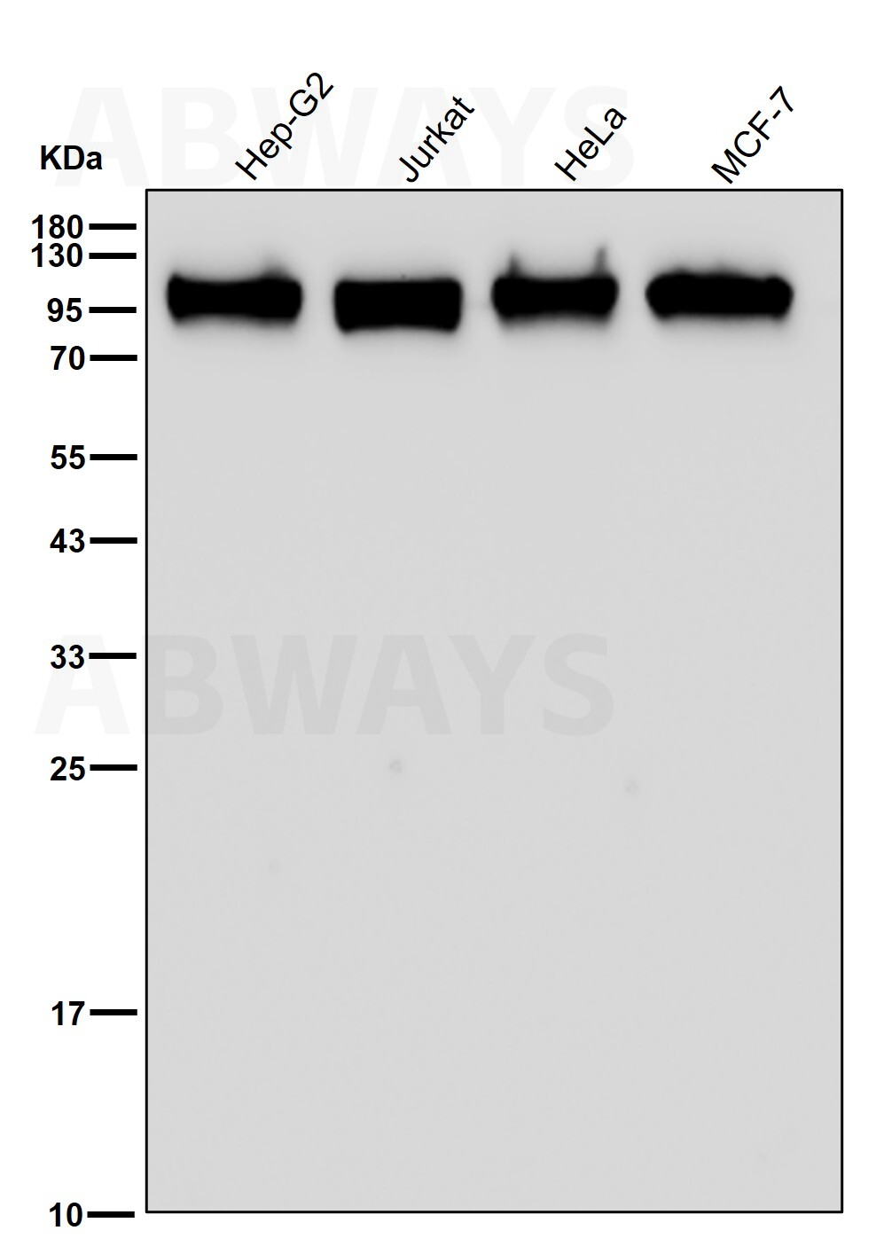 Kinesin associated protein 3 Ab