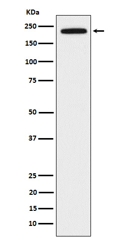 Dedicator of cytokinesis protein 2 Ab