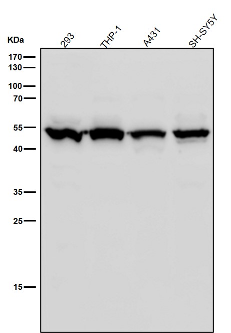 IL 11 receptor alpha Ab