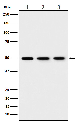eEF1B gamma Ab
