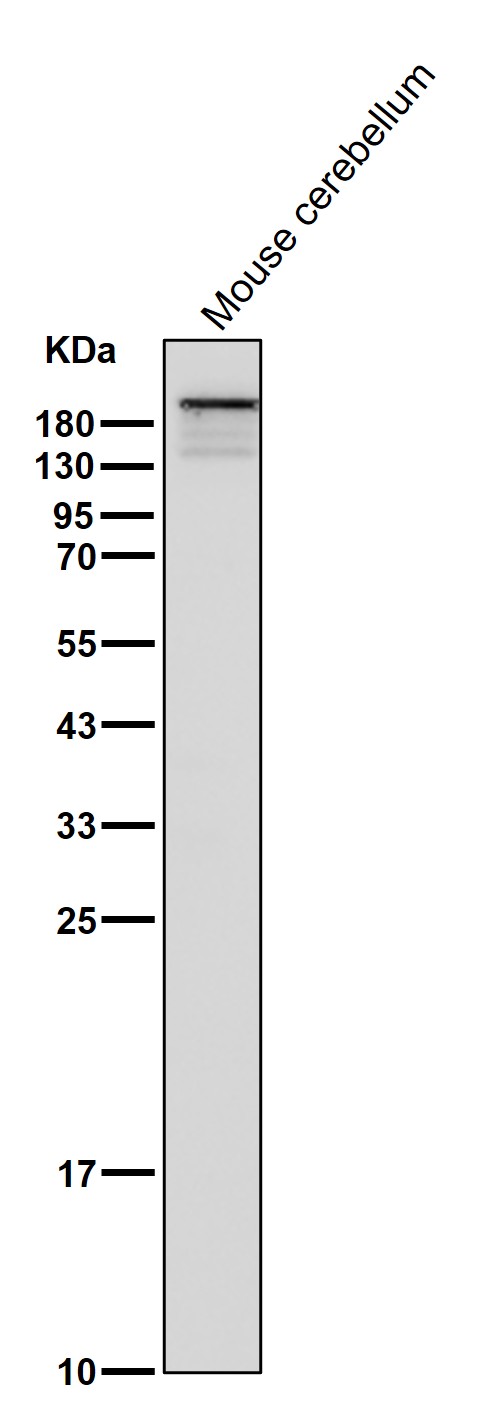 p-Tuberin (S939) Ab