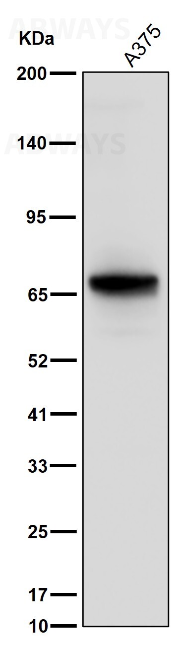 Extracellular matrix protein 1 Ab