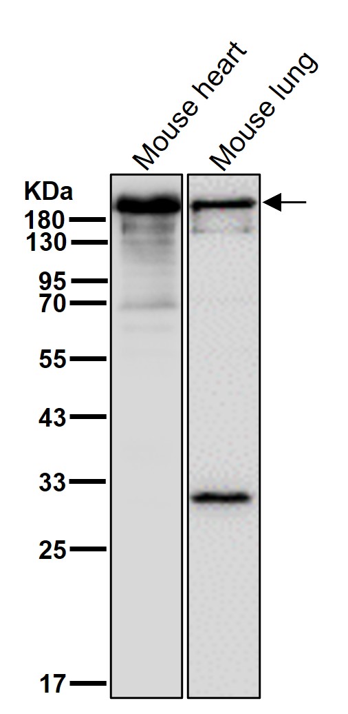 Myosin heavy chain 7B Ab