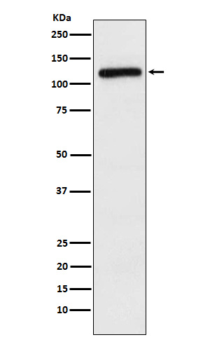 APLP2 Ab
