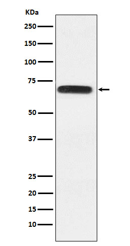 RacGAP1 Ab
