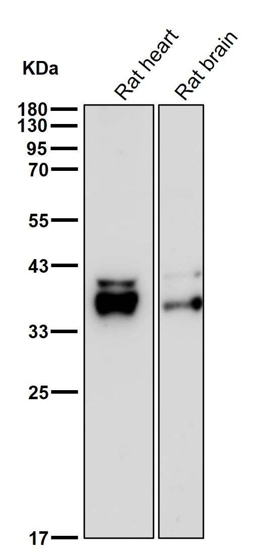 PEX19 Ab