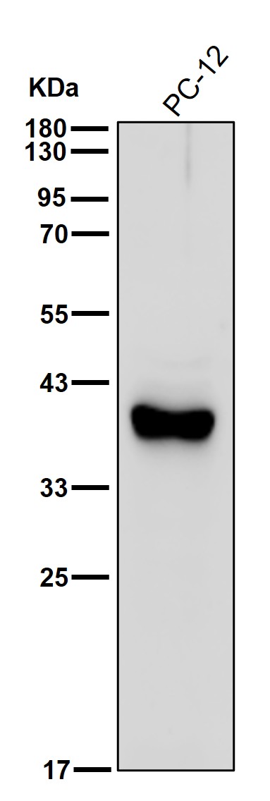 PEX19 Ab
