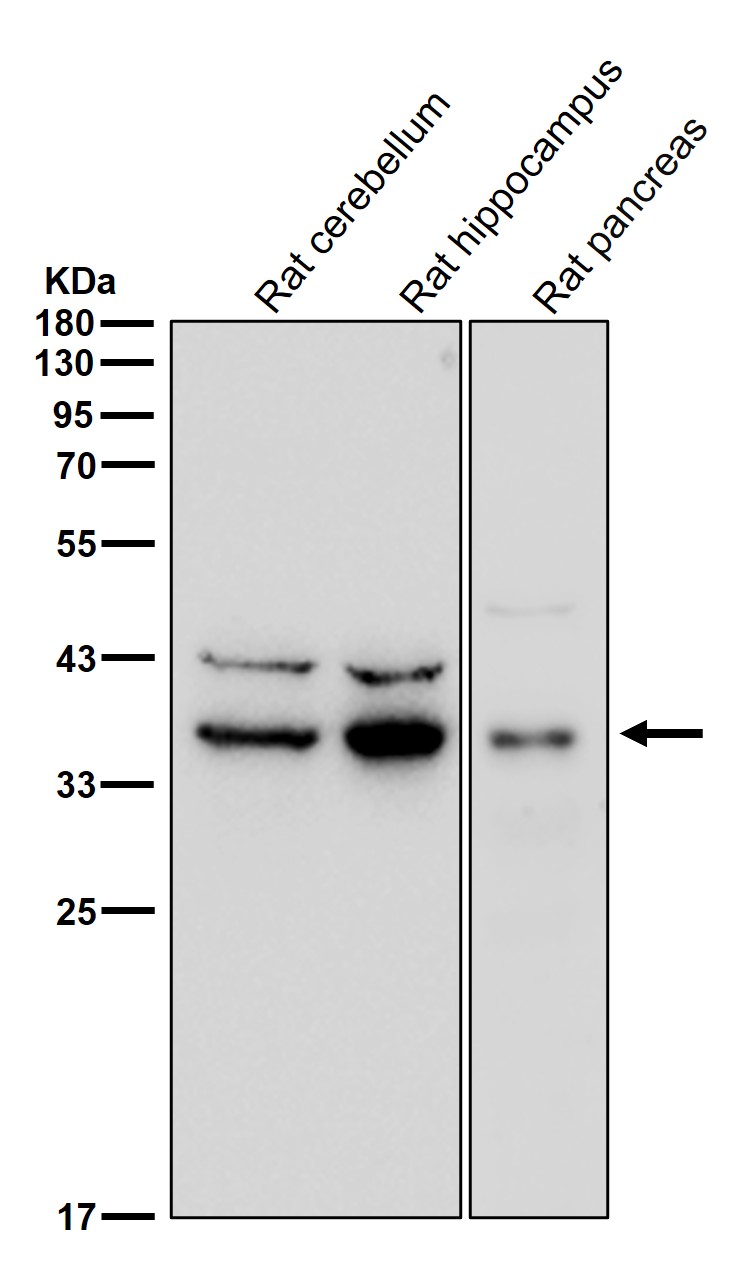PEX19 Ab