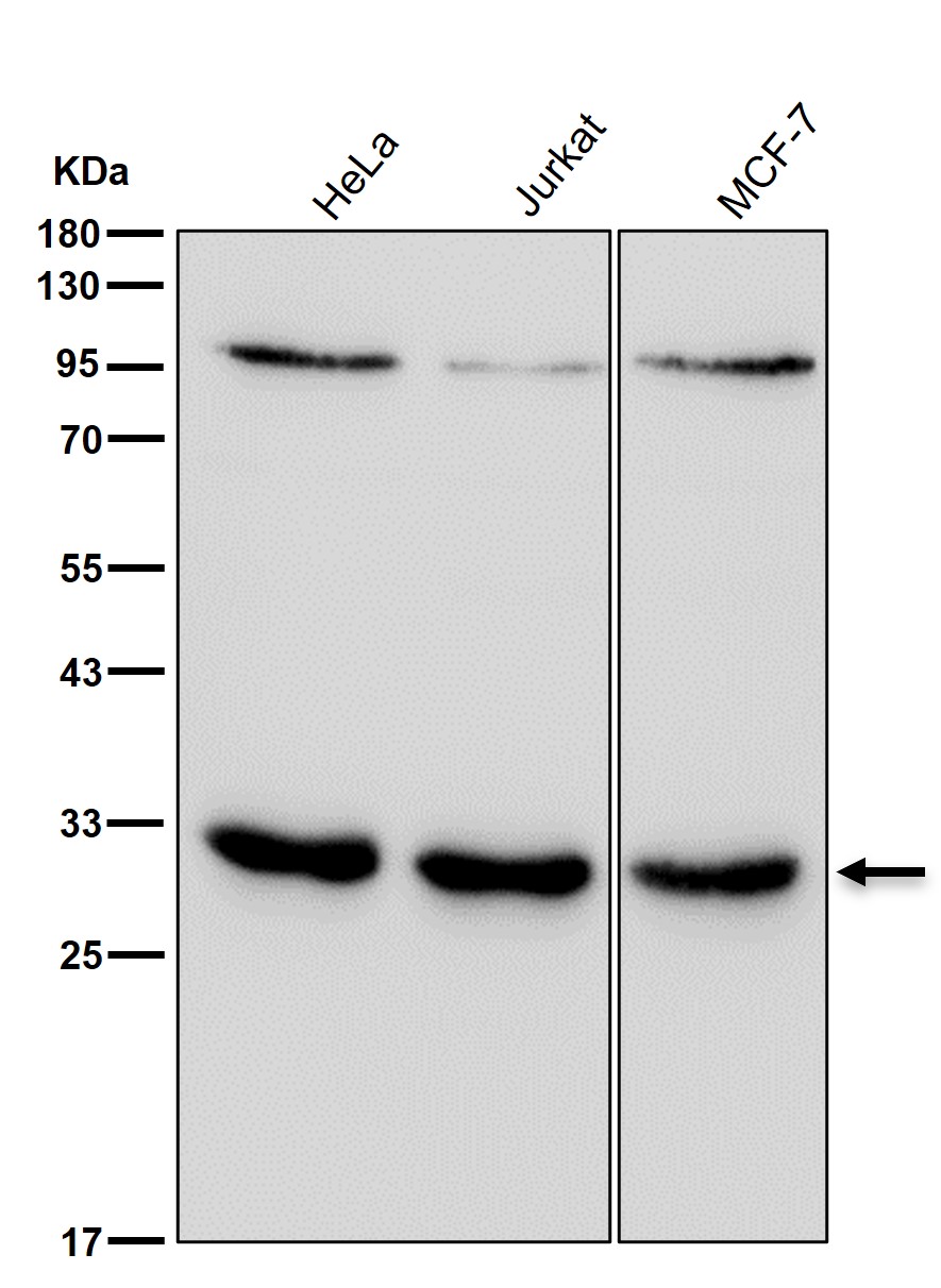 Kallikrein 5 Ab