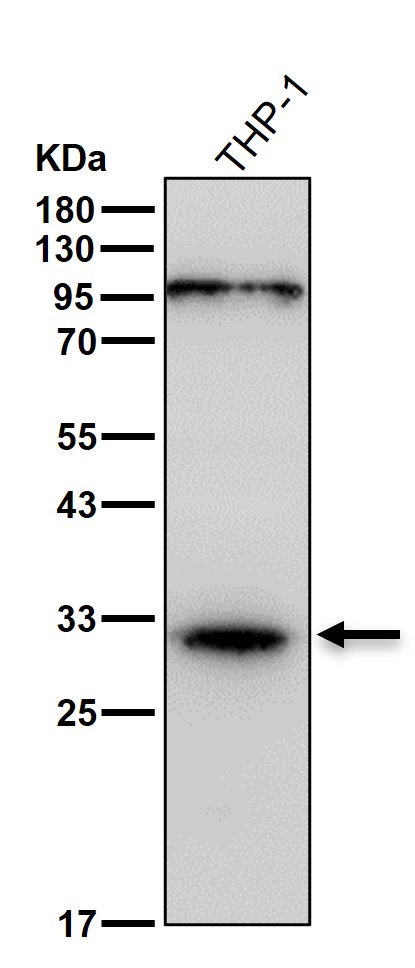 Kallikrein 5 Ab