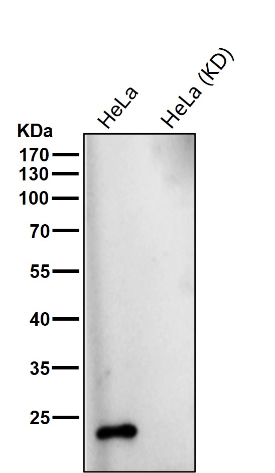 VPS28 Ab