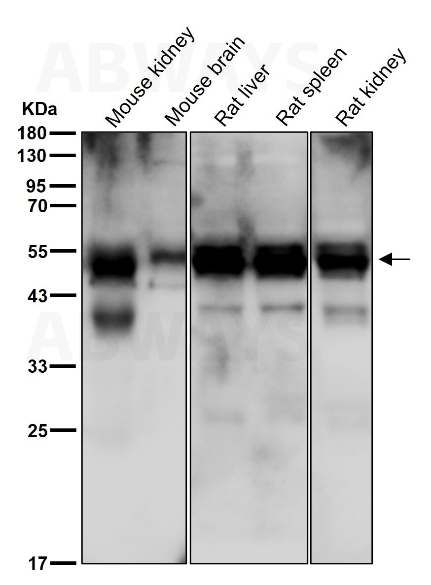 Glycerol kinase Ab