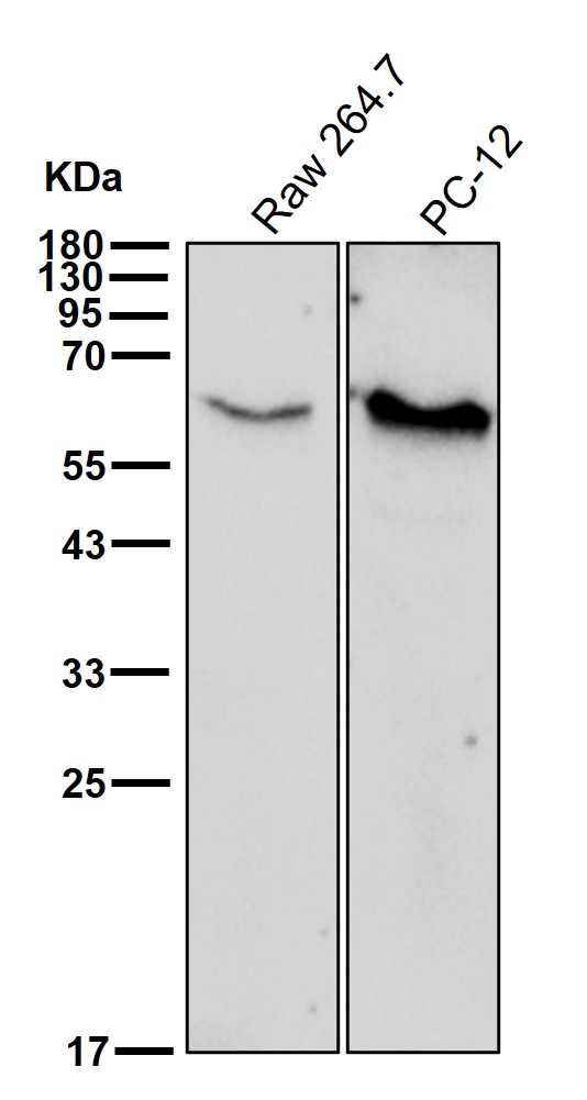 DMAP1 Ab