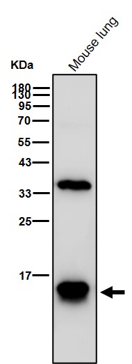 Formyl-Histone H2B type 2E (K108) Ab