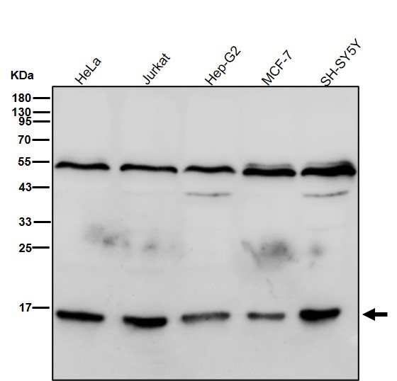 Formyl-Histone H2B type 2E (K108) Ab