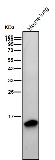 Formyl-Histone H2B type 2E (K120) Ab