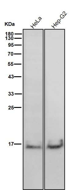 Formyl-Histone H2B type 2E (K120) Ab
