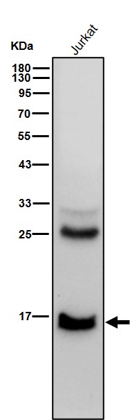 Formyl-Histone H2B type 2E (K120) Ab