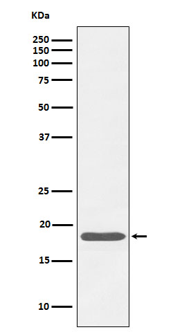 Caveolin 3 Ab