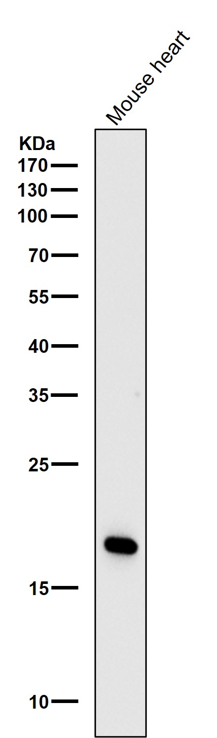 Caveolin 3 Ab