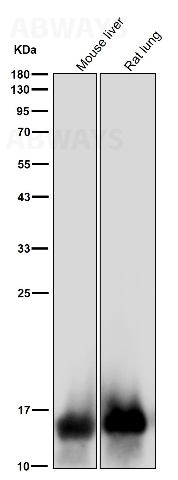 MonoMethyl-Histone H2B type 2E (K116) Ab