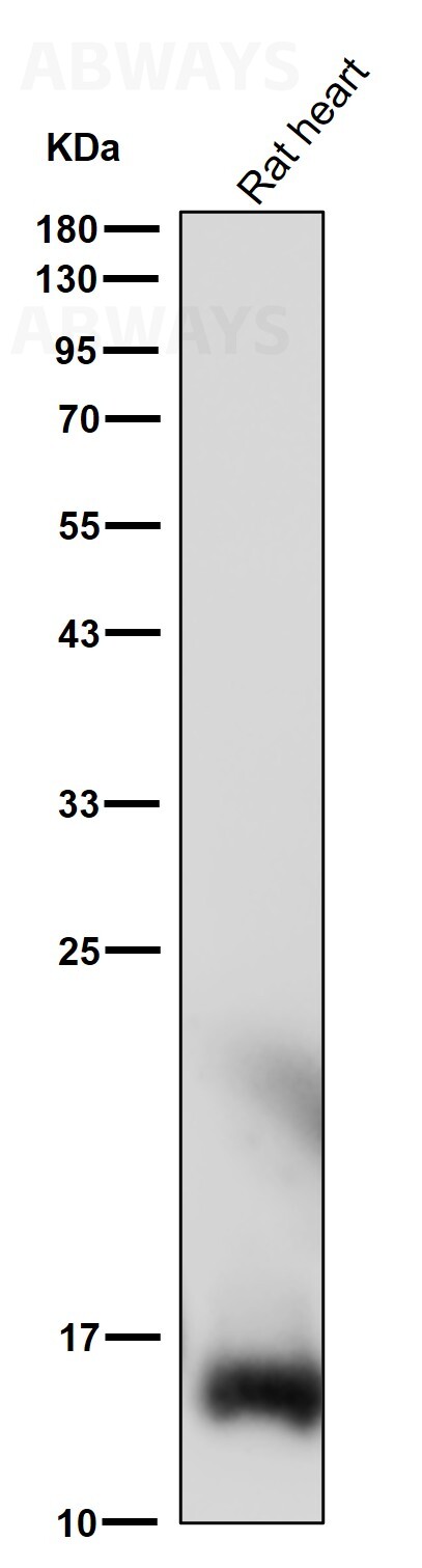 MonoMethyl-Histone H2B type 2E (K116) Ab