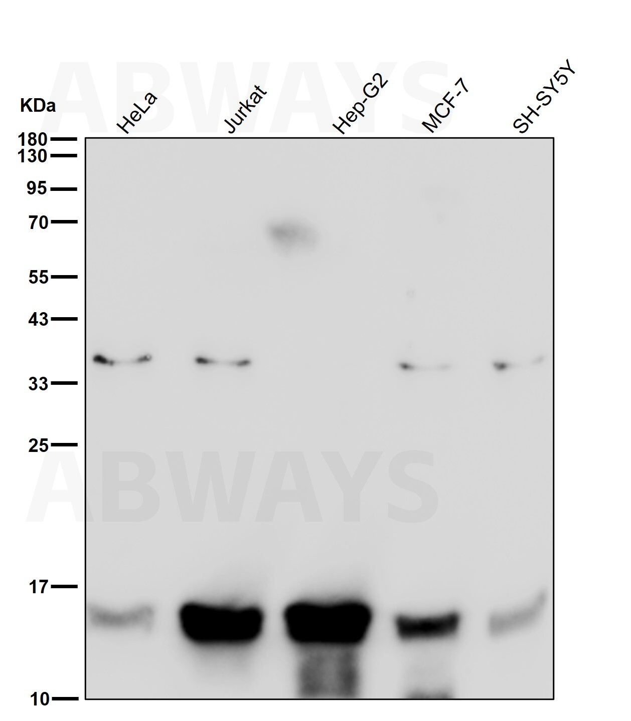 MonoMethyl-Histone H2B type 2E (K116) Ab