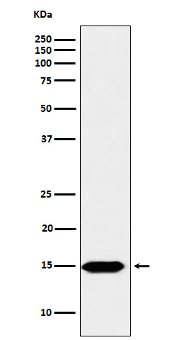 Formyl-Histone H3 (K122) Ab
