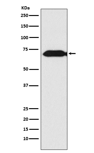 THEMIS Ab