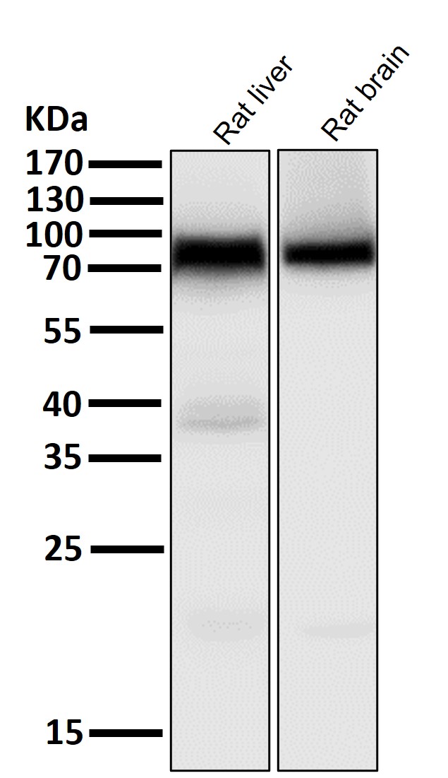 ACSL4 Ab