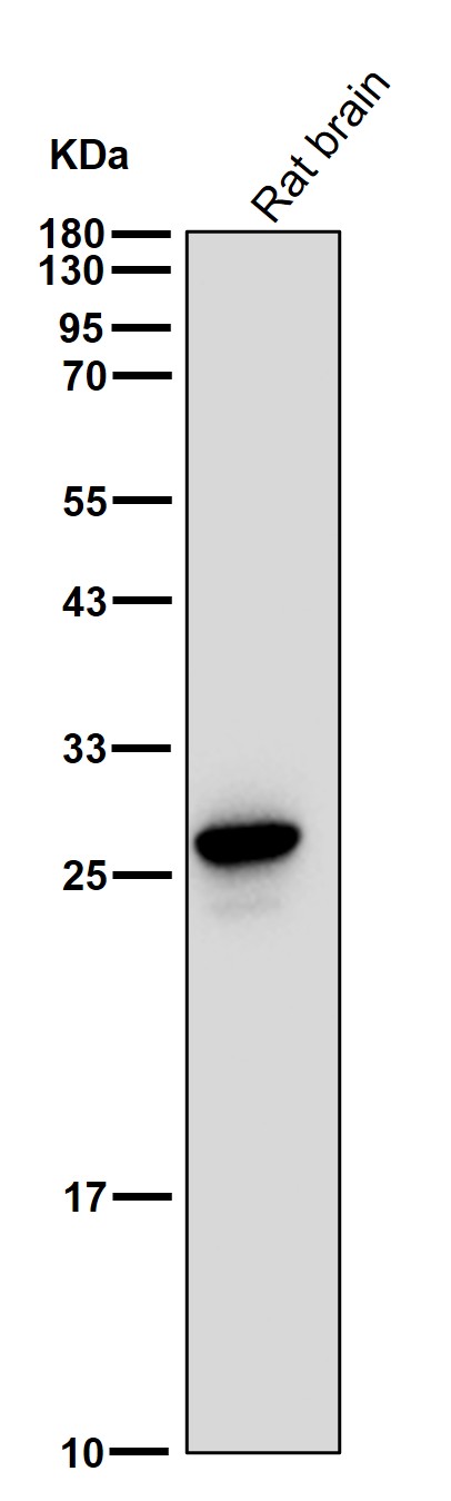 Oligo3 Ab