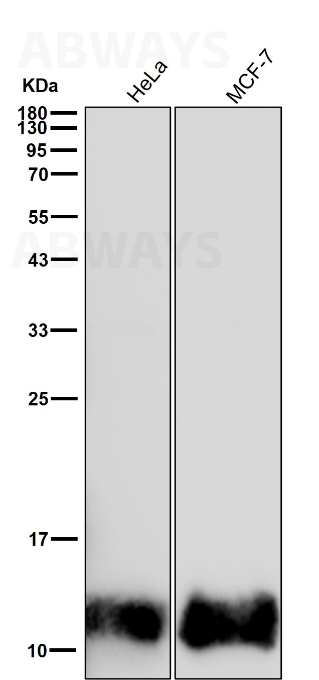 beta Catenin interacting protein 1 Ab