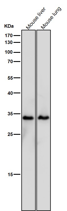 ARPC2 Ab