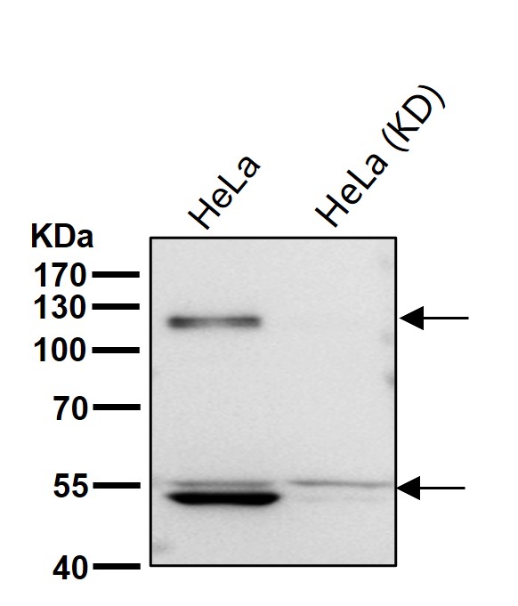 ORP1 Ab