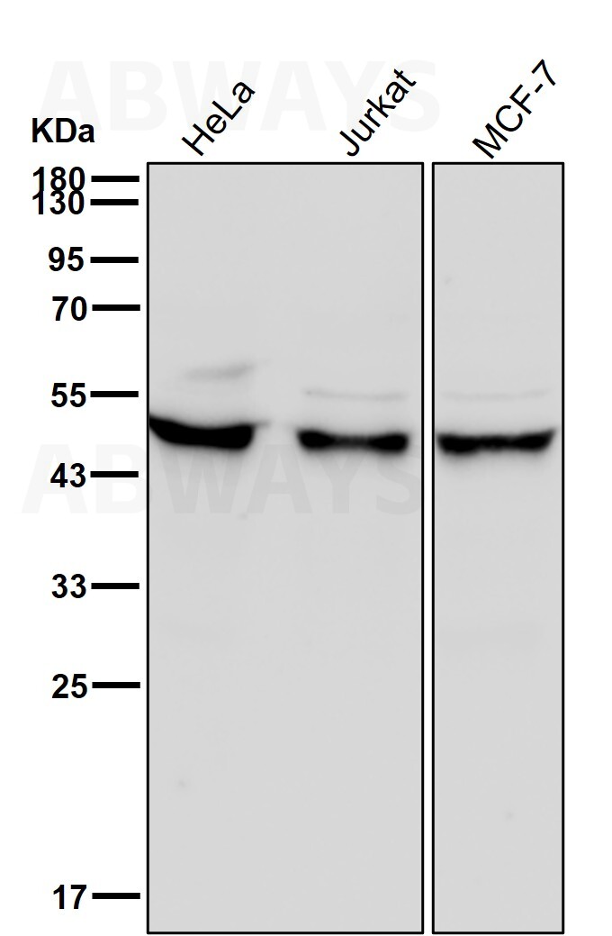 Elongator complex protein 4 Ab