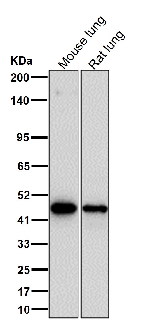 NK p44 Ab