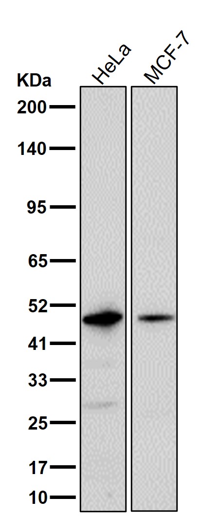 NK p44 Ab