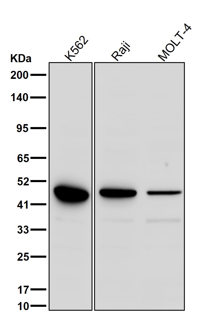 NK p44 Ab