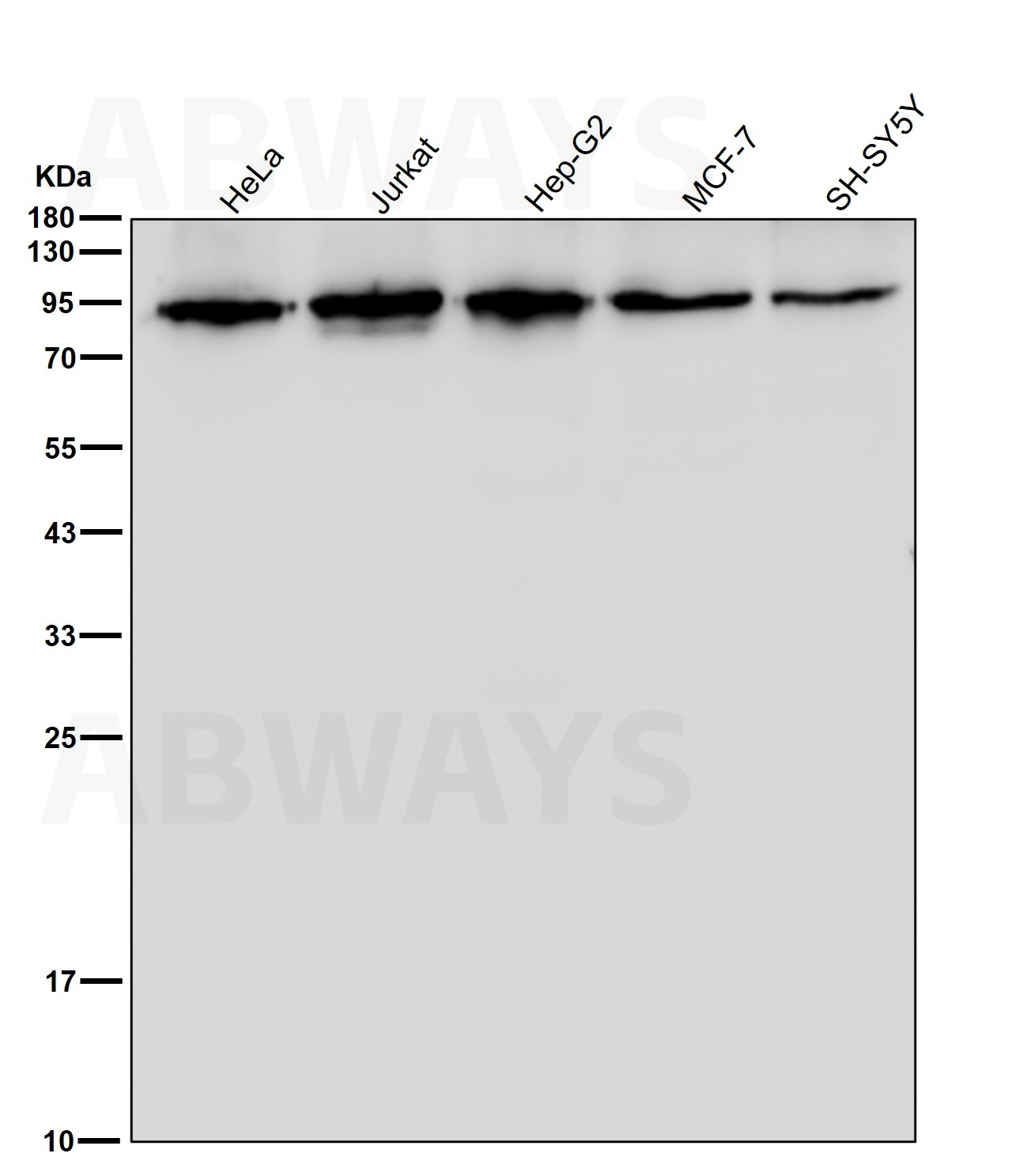 Putative lipid scramblase CLPTM1 Ab