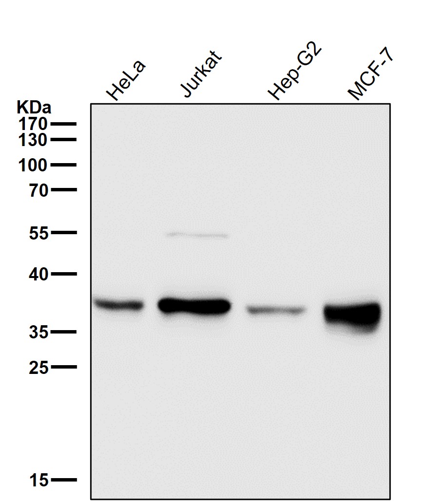 gamma Glutamyl hydrolase Ab