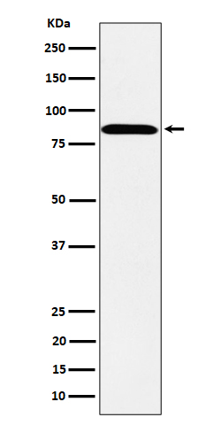 Protein phosphatase 1E Ab